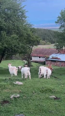The video shows a peaceful rural scene in Balsha, Bulgaria, likely during late afternoon or early evening under an overcast sky. A group of four to five goats, predominantly white with some light brown markings, are the main subjects. They are seen walking and grazing on a lush green hillside dotted with rocks. One small goat (kid) is visible, and two larger goats appear to be interacting or playing near the center-right. In the mid-ground, a few trees with green foliage frame the scene, and some bare branches are on the ground. Beyond the goats and trees, two houses with traditional tiled roofs are nestled into the landscape. Further in the background, a dense forest covers hills, and in the far distance, the faint outline of a town or city can be seen. There is no visible text.