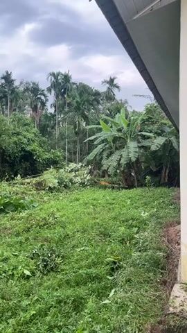 The video shows a dense jungle clearing with palm trees and various other lush green vegetation. The sky is overcast with gray clouds, suggesting a humid or possibly rainy environment. In the foreground, there is a patch of grass that appears to have been recently cut or disturbed, with some debris scattered around. A large palm tree with vines growing up its trunk is prominent in the right side of the frame. In the background, a dense forest canopy is visible, with tall palm trees interspersed with other trees. The overall impression is of a wild, untamed natural environment, possibly with signs of recent human activity in the form of clearing vegetation.