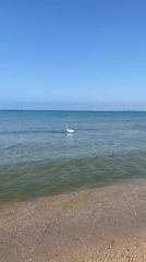 Swan spotted on calm waters at Anapa beach