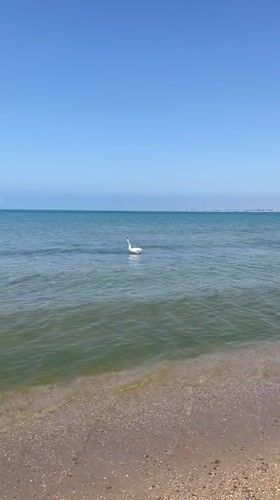 Swan spotted on calm waters at Anapa beach