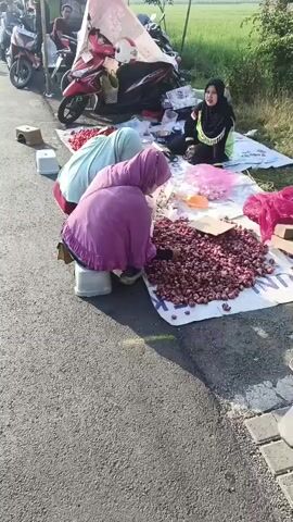 The video shows an outdoor market scene on the side of a paved road. In the foreground, a pile of red onions is spread out on a white tarp. Two women, both wearing hijabs, are crouched down examining the onions. One woman in a purple hijab is actively sorting through the pile, while the other woman, wearing a light blue hijab and a green vest, appears to be observing or assisting. Further back, a third woman in a black and green hijab is sitting and looking towards the camera. Several motorcycles are parked behind the vendors. A green plastic crate is visible on the right side of the frame. The environment appears to be a rural or roadside setting with some greenery visible in the background. The lighting suggests it is daytime, possibly morning or late afternoon.