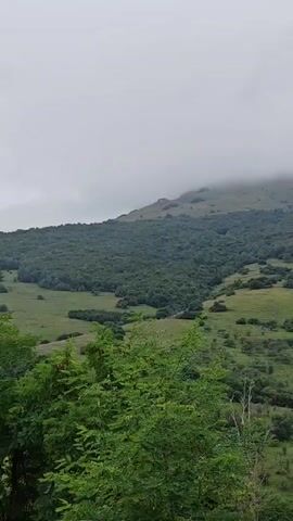A wide-angle, vertical video pans across a lush green mountain landscape shrouded in mist. The foreground features the tops of leafy green trees and branches. In the midground, rolling hills are covered in dense green forest with patches of bright green meadows. The background shows a larger mountain slope fading into a thick, gray mist that obscures the summit. The overall scene is natural and serene, with no visible people or man-made objects.