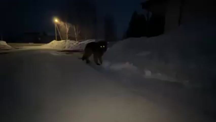 A German Shepherd dog walks on a snow-covered road at night. The dog pauses, looks around, and continues walking. There are houses, trees, and a streetlight in the background. Snowdrifts line the sides of the road.