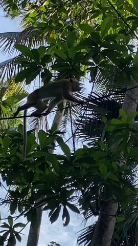 A medium shot shows a monkey, illuminated by the sun, moving across a power line suspended between trees. The monkey is light brown with a dark face and a long tail. It moves across the line with a cautious, deliberate gait. The leaves of the surrounding trees, interspersed with the light blue sky, provide a dense, natural backdrop.
