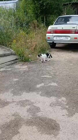 A black and white cat walks across a gravel driveway near some tall grass and wildflowers. A silver car is parked to the right of the frame. A concrete structure with stairs is visible on the left. The cat walks from left to right and then pauses to look back towards the camera.