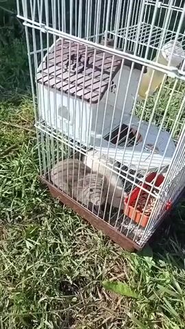 A small white bird cage is on the grass outside. Inside the cage, on the bottom level, a gray and white cat is lying down. The cat is facing the right side of the cage. To the right of the cat, there is a small red food dish filled with seeds. Above the cat, there is a white birdhouse with a brown roof. A yellow water bottle is attached to the side of the cage above the birdhouse. The sun is shining and casting shadows.