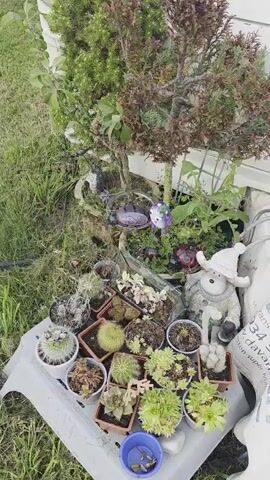 This media file showcases an outdoor scene, possibly a garden or yard, with a variety of decorative elements and plants. The overall impression is that of a whimsical and slightly spooky arrangement.

**Subjects:** The scene is populated with several decorative objects, including a white bear figurine wearing a hat and a sweater, a white skeleton dog, a smaller white skeleton, a skeleton figure in striped clothing, and a white cat skeleton. There are also various potted plants, primarily succulents and cacti, arranged on a grey plastic table. A small tree with sparse, dry foliage stands behind the table. Other decorative items include a purple bird figurine, a purple and white object, a pinwheel, and a birdhouse-like structure. A large white bag with text printed on it is propped against a structure in the background.

**Scene and Setting:** The setting appears to be outdoors, with a grassy area and a building with white siding in the background. The ground is covered in grass and dry leaves, suggesting it might be autumn or a dry period. The presence of a trailer or caravan-like structure is hinted at by the white bag and the overall context of the location.

**Activity or Event:** There is no overt activity taking place; the scene is static, presenting a collection of decorative items and plants. It appears to be a curated display, possibly for Halloween or as a permanent garden decoration.

**Notable Details:**
*   **Time of Day/Weather:** The lighting suggests it is daytime, possibly overcast or in diffused light, as there are no harsh shadows.
*   **Location Cues:** The text on the white bag, though partially obscured, includes "Weston-super-Mare" and "davan" (likely part of a company name). This firmly places the location in Weston-super-Mare, United Kingdom.
*   **Emotions:** The combination of cute figurines (bear, owl) and skeleton decorations evokes a playful and slightly eerie atmosphere, typical of Halloween themes.

**Visible Text:**
*   On the white bag: "Weston-super-Mare" is clearly visible. Parts of other words like "davan" and possibly "super" are also discernible.
*   A sign reads: "SPOOKY LANE".
*   A small heart-shaped plaque in a planter reads: "All you need is love".
*   A red triangular sticker with "ALARM" is visible on the white siding of the building.