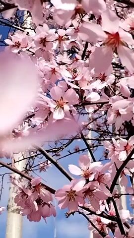 The video showcases a close-up view of a flowering tree with delicate pink blossoms against a backdrop of a clear blue sky. The camera angle is directed upwards, looking through the branches and blooms. Some of the blossoms appear slightly out of focus in the foreground, creating a depth of field effect. A bee is visible on one of the flowers, actively pollinating. The tree's branches are bare and dark, contrasting with the vibrant colors of the blossoms and sky.