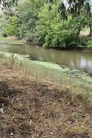A person walks across a grassy area next to a body of water bordered by trees. The person is carrying a large, green object that appears to be a mat or tarp. The water has a green film on its surface in some areas.