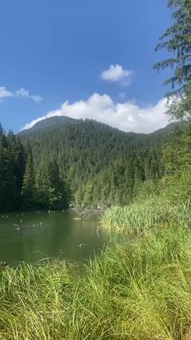 The video shows a scenic view of a green lake surrounded by a dense forest of evergreen trees. In the foreground, tall green grass sways gently. The lake water is calm and reflects the blue sky with scattered white clouds. Several small, dark objects, likely ducks, are visible swimming on the surface of the water. In the lake, many dark, vertical tree stumps protrude from the water, creating a somewhat eerie but naturalistic effect. The background is dominated by a lush, green mountain slope covered in trees, extending upwards towards the sky. The overall impression is one of a tranquil, natural landscape on a clear, sunny day.