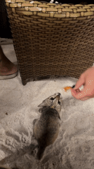 Person feeds shrimp to tabby cat on Indonesian beach
