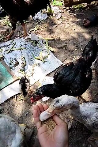 A person's hand holds birdseed, and several birds, including chickens and ducks, eat from it. The birds are on the ground, which is covered with dirt, leaves, and some discarded paper. A larger black chicken is in the center of the frame, and a smaller black and white chick is to its left. Two ducks, one white and gray, and another mostly white, are also eating from the hand. Other chickens are visible in the background. The scene appears to be outdoors in a somewhat unkempt area.