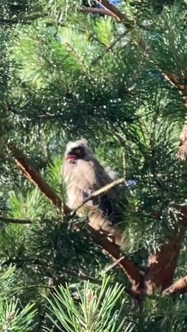 This media file captures a young owl perched on a branch of a pine tree. The owl is fluffy and has a light brown and gray mottled pattern, with distinct dark markings around its eyes. Its beak is open, revealing a pink mouth and tongue, and its eyes are wide open, giving it a curious or startled expression. The owl is positioned in the center of the frame, surrounded by the dense green needles of the pine tree. Sunlight filters through the branches, creating bright highlights and shadows, suggesting it's daytime, likely morning or afternoon given the quality of the light. The background is filled with more pine branches and needles, with glimpses of a clear blue sky in the upper portion of the frame. There is no visible text in the media file. The scene depicts a natural outdoor setting, likely a forest or wooded area, and the activity is simply the owl resting or observing its surroundings. The overall impression is one of a candid wildlife shot, capturing a moment of the young bird in its natural habitat.