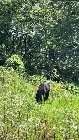A black horse grazes in a lush green field on a sunny day. The field is filled with tall grass and wildflowers, and a dense forest forms the backdrop. A wire fence runs along the bottom of the frame, partially obscuring the horse and the field. The horse's head is lowered as it eats, and its tail is flicking. The overall impression is one of peace and tranquility.