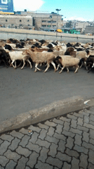 Livestock herd crosses busy Nairobi street in unusual urban scene