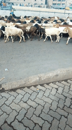 Livestock herd crosses busy Nairobi street in unusual urban scene