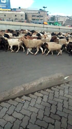 Livestock herd crosses busy Nairobi street in unusual urban scene