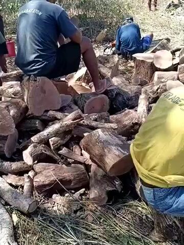 The video shows a group of people in a wooded area with piles of cut logs. Several men are present, some wearing t-shirts and shorts, others in more casual clothing. One man is sitting on a pile of logs. Another man is seen operating a chainsaw in the background. There are also some containers and what appears to be a chicken on the ground. The environment is dry and appears to be a tropical or subtropical climate with sparse vegetation. The overall impression is one of manual labor, likely related to wood harvesting or processing.