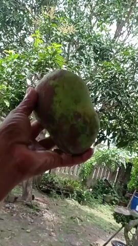 A hand holds a large, green mango with some reddish-brown spots. The mango is round and plump, with a smooth skin. The hand is dark-skinned and appears to be an adult's. The background is out of focus, but it appears to be an outdoor setting with trees and foliage. The lighting suggests it is daytime. The video is short, lasting only a few seconds, and the camera is mostly stationary, with slight movements as the hand rotates the mango.