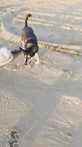 A husky dog is trotting on a sandy beach with a body of water in the background. The dog has dark fur with white markings on its legs and face, and one blue eye and one brown eye. It is wearing a black harness. The beach appears to be unpopulated, with a few pieces of debris scattered on the sand. In the distance, a long pier or boardwalk extends over the water, and there are gentle waves breaking on the shore. The sky is clear and shows the warm tones of a sunrise or sunset, indicating it is early morning or late afternoon. The overall mood is peaceful and serene, with the dog appearing happy and energetic as it moves along the coastline. The setting suggests a temperate climate. No text is visible in the media file.