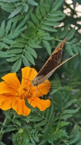 A butterfly with brown and black spotted wings rests on an orange marigold flower. The butterfly's wings are partially open, and its head is angled down towards the flower. The background is filled with green foliage.