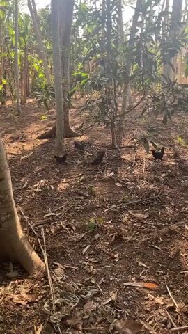 A video taken from a low angle shows several chickens scratching and pecking in a wooded area. The ground is covered in dry leaves and dirt, with several trees and some leafy bushes. Sunlight filters through the trees, creating dappled shadows on the ground. The chickens appear to be foraging for food.