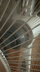 Husky chills at home, fan running, lazy afternoon