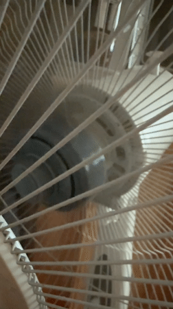 Husky chills at home, fan running, lazy afternoon