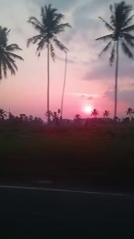 This is a blurry, shaky video of a sunset with palm trees. The sun is low on the horizon and is casting a pink glow. There are some buildings and vegetation visible in the background. The video appears to have been filmed from a moving vehicle.