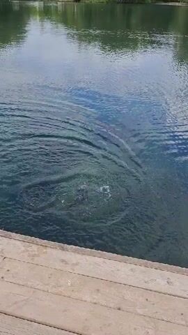 The video, filmed in Kipen, Russia, shows a fishing activity on a clear, calm body of water.

The first shot focuses on the water where a fish, caught on an orange fishing lure, is vigorously struggling. Its movements create concentric ripples on the water's surface, indicating the fish's fight against the line. The water is clear enough to visibly see the fish and the lure. A wooden dock is visible in the foreground.

The scene transitions to show a person landing the caught fish using a silver-framed fishing net with a green mesh. The fish, appearing to be a trout or salmon, is in the net, still hooked by the orange lure, and is being lifted onto the wooden dock. In the background, the wider expanse of the lake or pond is visible, with other wooden docks, lush green trees lining the shore, and distant structures under a bright, clear sky. No text is visible in the video.