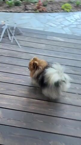 A small, fluffy dog with tri-colored fur, primarily brown, black, and white, is shown on a wooden deck. The dog is in motion, appearing to be running or walking quickly, with its tail held high and fluffy. In the background, there is greenery and what appears to be a paved walkway. A portion of a clear, white object, possibly a table or chair, is visible in the distance on the deck. The camera perspective is from a slightly elevated angle, following the dog.