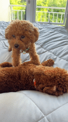 Two toy Poodles spotted on bed in Kuta Selatan