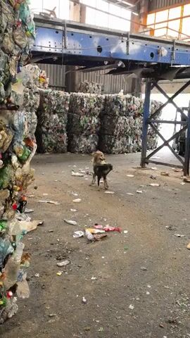 Two dogs interact in a recycling facility. The dogs are in the center of the frame. The dog on the left is tan and brown, and the dog on the right is dark brown. In the background, there are large stacks of compressed plastic bottles and other recyclable materials. The floor is dirt and littered with loose pieces of plastic. A conveyor belt system is visible overhead.