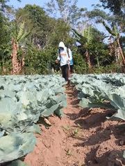 Harvest and crop work across a Padang Dalom smallholding