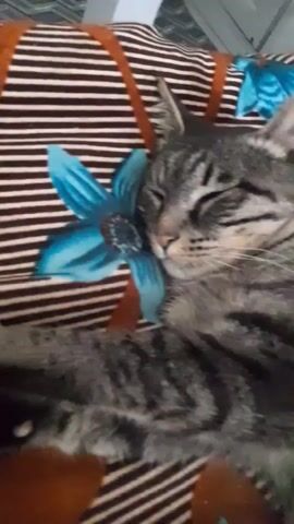 THIS VIDEO SHOWS A CLOSE-UP OF A TABBY CAT SLEEPING ON A BED. THE CAT IS LYING ON ITS SIDE WITH ITS EYES CLOSED AND ITS HEAD RESTING ON A PILLOW WITH A BLUE FLORAL PATTERN. THE PILLOW HAS THIN BLACK AND WHITE STRIPES. THE CAT'S BODY IS PARTIALLY VISIBLE, AND IT IS LYING ON A BROWN BLANKET. THE VIDEO IS VERY CLOSE TO THE CAT'S FACE.