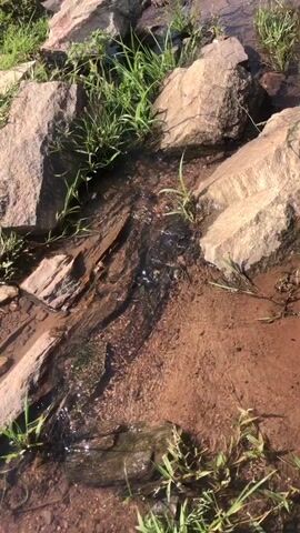 A video captures a close-up view of a narrow stream flowing over rocks and dirt. The water is clear and shallow, with small ripples visible. Green grass grows along the edges of the stream, and several large, light-colored rocks are interspersed with the dirt and grass. The overall scene appears to be an outdoor environment, likely a natural setting. There are no people or animals visible in the video. The lighting suggests it is daytime.