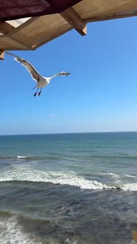 A bird is flying in the sky over the ocean. The bird is white with brown markings on its wings. It is in mid-flight with its wings spread. The ocean is a deep blue and there are waves crashing on the shore. The sky is clear and blue. There is a wooden structure above the bird. A hand is holding a piece of food in the lower right corner of the frame.