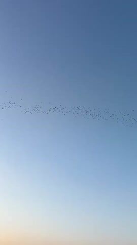 The video shows a flock of birds flying in formation across a pale blue sky at dusk. The birds are visible as small dots against the sky, forming a long, thin line. Below the sky, there is a landscape with tall grass and vegetation on the ground. The sun is setting, casting a soft, warm glow on the horizon, indicated by a gradient of colors from light orange to pale yellow. The vegetation is silhouetted against the sky. The video appears to be shot from a low angle, possibly near water, as a dark body of water reflects the sky and vegetation in the foreground. The overall atmosphere is calm and serene.