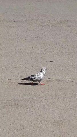 The video shows a pigeon standing on a gray asphalt surface. The pigeon has a distinctive black and white speckled pattern on its body. It walks slowly across the pavement, occasionally pausing to look around. The sun is shining, and the pigeon casts a distinct shadow. The surface appears to be a road or parking lot. There are indistinct sounds in the background, including a human voice.