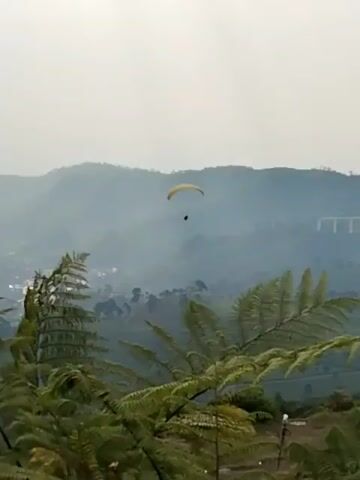 A paraglider is seen soaring through the air, suspended by a yellow parachute, against a backdrop of hazy mountains and lush green foliage. The paraglider appears to be a dark silhouette against the sky, indicating it is a person in a harness. The foreground is dominated by large, feathery green ferns, creating a natural frame for the aerial activity. In the distance, the landscape reveals rolling hills and hints of a town nestled within the valleys. The atmosphere is overcast, contributing to the soft, diffused light and the misty appearance of the distant mountains. The video captures a serene and adventurous moment, highlighting the freedom of flight above a scenic natural landscape.