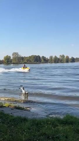 A person is riding a jet ski across a body of water. The person is wearing a red shirt and dark shorts. The jet ski is yellow and white. The water is choppy and there is a large wake behind the jet ski. The sky is blue and there are some trees in the background. The edge of the water has grass and some debris.