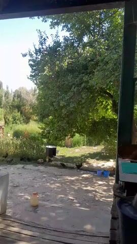 The video shows an outdoor scene from within a covered area, looking out into a yard. Chickens are visible foraging in the dirt. There are trees, bushes, and a small building in the background. Several plastic containers, including buckets and a jug, are scattered around the yard. The sky is clear and blue.