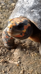 Close-up animal portraits from Tinaquillo, Venezuela