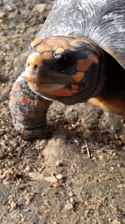 Close-up animal portraits from Tinaquillo, Venezuela