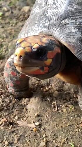 Close-up animal portraits from Tinaquillo, Venezuela