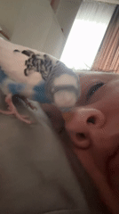Pet budgerigar shares quiet bedtime moment with owner in Omsk
