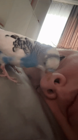 Pet budgerigar shares quiet bedtime moment with owner in Omsk