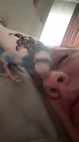 Pet budgerigar shares quiet bedtime moment with owner in Omsk