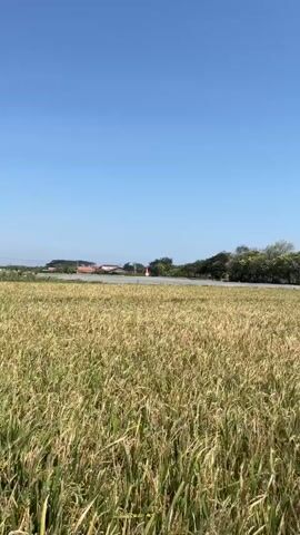 The video shows a drone shot moving over a field of ripe rice stalks under a clear blue sky. The camera pans from left to right, revealing a winding path on the left side of the field and a dense line of trees in the background. The wind rustles the rice stalks, causing them to sway.