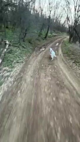 The video shows a dog running along a dirt path in a wooded area. The camera follows the dog, which is white, as it runs on the path. The path is muddy and has tire tracks in it. The trees are bare and the sky is overcast. There is some green grass visible on the sides of the path.